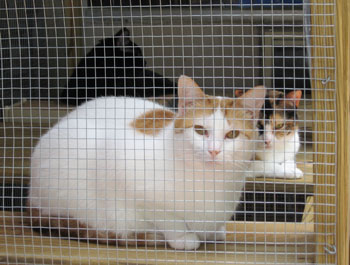 thunder in cat house